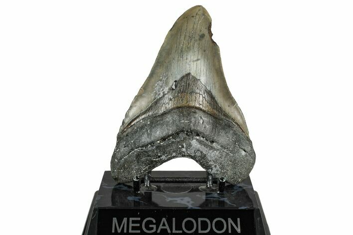 Fossil Megalodon Tooth - North Carolina #358912